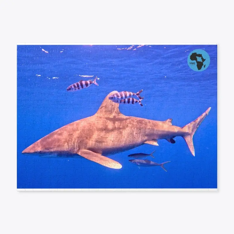 Oceanic White Tip Shark 